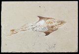Fossil Crusher Fish (Coccodus) - Hgula Lebanon #48498-1